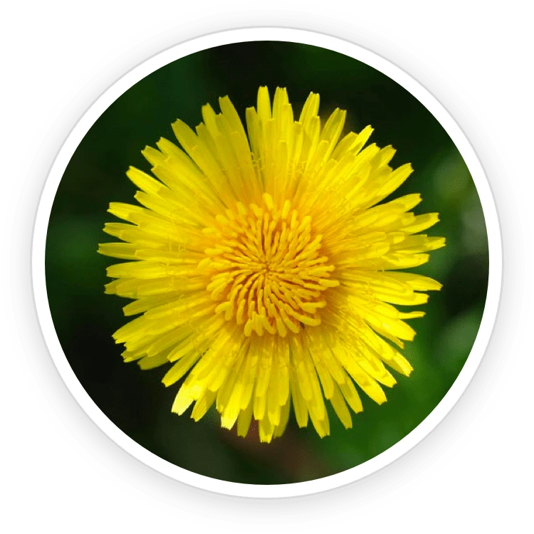 Inulin and Dandelion