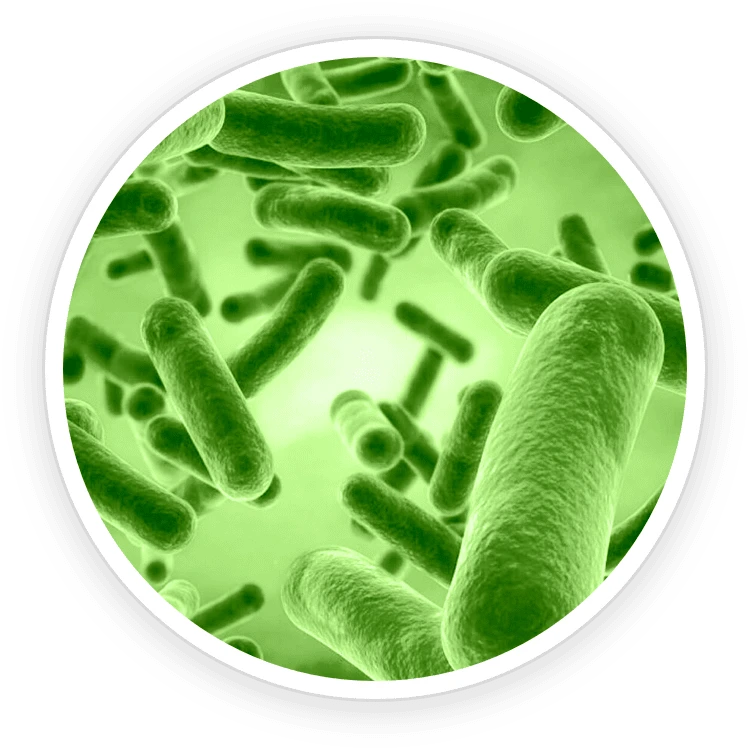 Bacillus Coagulans