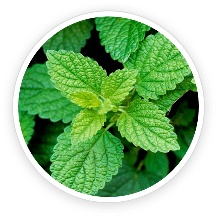 Lemon Balm